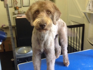 Chewy the Labradoodle AFter Grooming