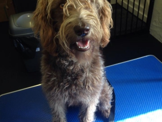 Chewy the Labradoodle Before Grooming