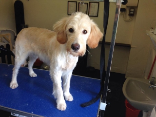 Harry After Grooming