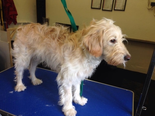 Harry Before Grooming