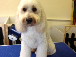 Riley the Cockerpoo After Grooming