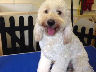 Riley the Cockerpoo Before Grooming