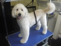 Snoopy the Labradoodle After Grooming