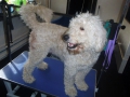 Snoopy the Labradoodle Before Grooming