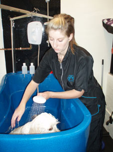 Dog grooming studio with Bekki grooming Riley the Cockerpoo